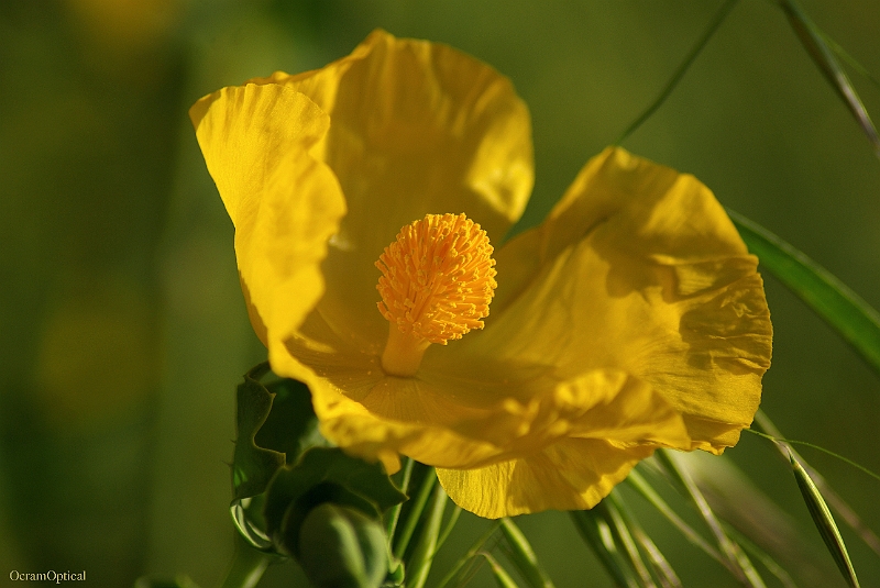 RhodosMei2008 217.jpg